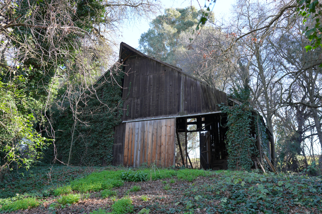 Lambeth Family Vineyards